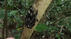 Cerastipsocus venosus