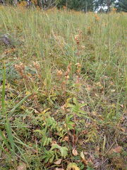 Potentilla longifolia