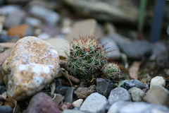 Mammillaria fittkaui