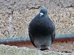 Columba livia domestica