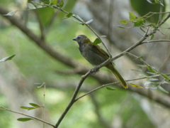Saltator maximus