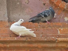 Columba livia domestica