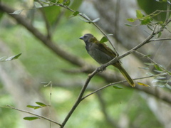 Saltator maximus