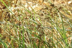 Bolboschoenus maritimus