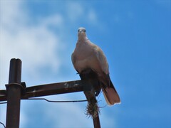 Streptopelia decaocto