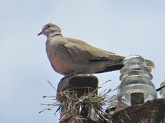 Streptopelia decaocto