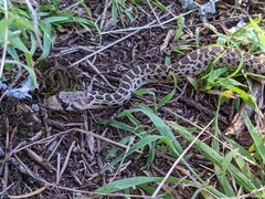 Pituophis catenifer catenifer