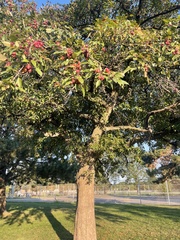 Crataegus phaenopyrum