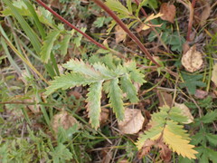 Potentilla longifolia