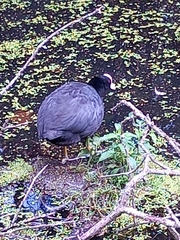 Fulica atra