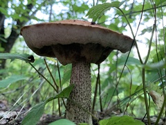 Leccinum aurantiacum