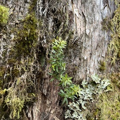 Podocarpus laetus