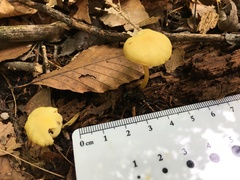 Hygrocybe parvula