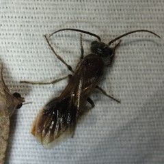 Sphaeropthalma marpesia