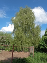 Betula pendula