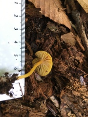 Hygrocybe parvula