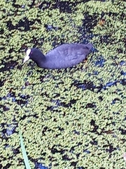 Fulica atra
