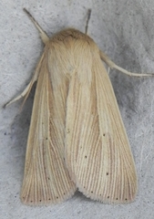 Mythimna oxygala