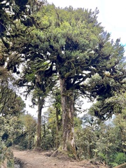 Podocarpus laetus