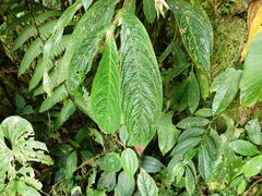 Columnea
