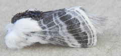 Tolype velleda