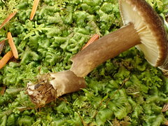 Lactarius lignyotus