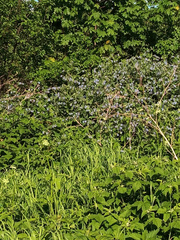 Symphytum caucasicum