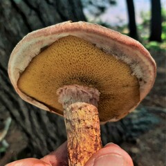 Suillus spraguei
