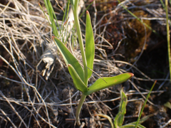 Fritillaria affinis
