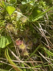 Drosera rotundifolia image