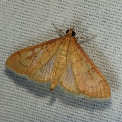 Psara dryalis