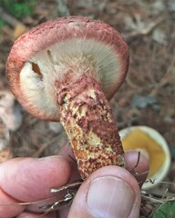 Suillus spraguei