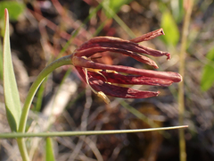 Fritillaria affinis