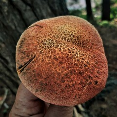 Suillus spraguei