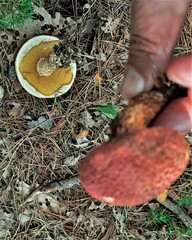 Suillus spraguei