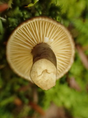 Lactarius lignyotus