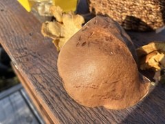 Aureoboletus innixus