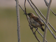 Chalcomitra fuliginosa