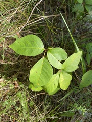 Toxicodendron