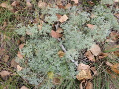 Artemisia sericea