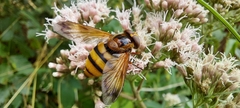 Volucella inanis