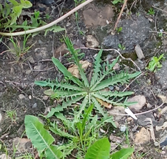 Scorzoneroides autumnalis