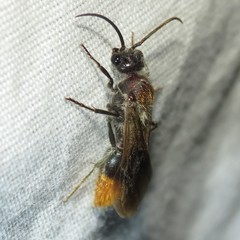 Sphaeropthalma marpesia