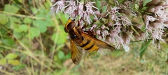 Volucella inanis
