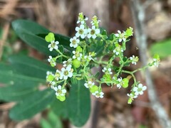 Euphorbia pubentissima