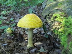 Amanita muscaria