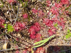 Drosera trinervia