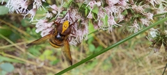 Volucella inanis