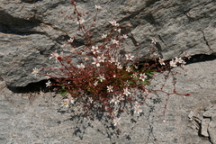 Micranthes bryophora