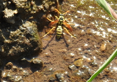 Polistes mongolicus